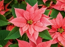 Gwiazda betlejemska Gwiazda betlejemska