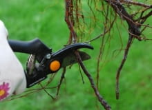 Sadzenie drzew z gołym korzeniem. Długie korzenie należy skrócić, a uszkodzone - usunąć Sadzenie drzew z gołym korzeniem. Długie korzenie należy skrócić, a uszkodzone - usunąć