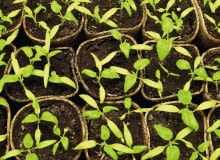 Choroby siewek atakują masowo różne rośliny. Sprzyja im wysoka wilgotność i temperatura powyżej 15°C. Do infekcji dochodzi w ziemi ogrodowej i w pojemnikach.