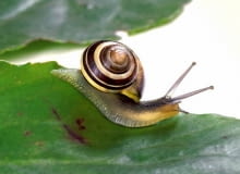 Gdy na naszych roślinach zauważymy niechcianych sublokatorów, możemy spróbować domowych sposobów. Atak np. mszyc można zatrzymać, wstawiając roślinę do wanny i zmywając silnym strumieniem wody (kąpiele trzeba powtarzać). Wiele roślin wytwarza też substancje, które w sposób naturalny chronią przed szkodnikami, trzeba tylko sporządzić z nich napary, wyciągi lub gnojówki. Po przecedzeniu przez sito i opryskujemy chore rośliny. Pomocne są m.in.: aksamitki (wyciąg z 1 kg suszu niszczy mszyce, wywar zwalcza choroby grzybowe), bylica piołun (gnojówka płoszy mrówki, susz odstrasza gryzonie, ślimaki i przędziorki), cebula (pomaga w walce z mszycami, grzybami i przędziorkami; plasterkiem możemy smarować plamy na liściach), tytoń (odwar z 10-12 papierosów unieszkodliwi mączliki, miseczniki, mszyce), a także ziemniaki (wyciąg z łodyg i liści przegoni mszyce, przędziorki i gąsienice motyli). <BR />Ślimaki stołują się na liściach i kwiatach zarówno nocą, jak i za dnia (szczególnie żarłoczne są w czasie deszczu). Zjadają fragmenty roślin lub wygryzają otwory. Zamiast chemicznych metod likwidacji proponujemy albo humanitarne wyzbieranie, albo wkopanie w ziemię pojemniczków z piwem (które ślimaki lubią i w którym po prostu się utopią). Gdy na naszych roślinach zauważymy niechcianych sublokatorów, możemy spróbować domowych sposobów. Atak np. mszyc można zatrzymać, wstawiając roślinę do wanny i zmywając silnym strumieniem wody (kąpiele trzeba powtarzać). Wiele roślin wytwarza też substancje, które w sposób naturalny chronią przed szkodnikami, trzeba tylko sporządzić z nich napary, wyciągi lub gnojówki. Po przecedzeniu przez sito i opryskujemy chore rośliny. Pomocne są m.in.: aksamitki (wyciąg z 1 kg suszu niszczy mszyce, wywar zwalcza choroby grzybowe), bylica piołun (gnojówka płoszy mrówki, susz odstrasza gryzonie, ślimaki i przędziorki), cebula (pomaga w walce z mszycami, grzybami i przędziorkami; plasterkiem możemy smarować plamy na liściach), tytoń (odwar z 10-12 papierosów unieszkodliwi mączliki, miseczniki, mszyce), a także ziemniaki (wyciąg z łodyg i liści przegoni mszyce, przędziorki i gąsienice motyli). <BR />Ślimaki stołują się na liściach i kwiatach zarówno nocą, jak i za dnia (szczególnie żarłoczne są w czasie deszczu). Zjadają fragmenty roślin lub wygryzają otwory. Zamiast chemicznych metod likwidacji proponujemy albo humanitarne wyzbieranie, albo wkopanie w ziemię pojemniczków z piwem (które ślimaki lubią i w którym po prostu się utopią).