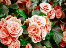 róża ukorzenienie róży