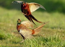 wiosenne tokowanie bażantów to wspaniały, spektakl pełen dynamizmu.