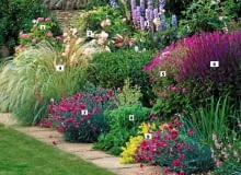 Border with Rosa 'La Ville de Bruxelles', Stipa barbata, Dianthus 'Laced Monarch' and Salvia x superba - The Garden House, Gloucestershire