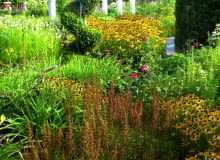 Ogród romantyczny ze świątynią dumania późnym latem zyskuje słoneczną oprawę - rozkwitają łany rudbekii.