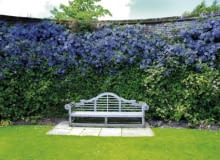 Jeden z wielu urokliwych zakątków w Sissinghurst: ławeczka pod murkiem porośniętym bujnie powojnikiem 'Perle d'Azur' w Ogrodzie Różanym 11.07.2008 WIELKA BRYTANIA SISSINGHURST CASTLE GARDENS , OGROD I ZAMEK , W KTORYM PRZEBYWALA WIRGINIA WOOLF , MUZEUM PISARKI