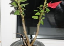 Gwiazda Betlejemska Gwiazda Betlejemska