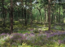Ulubione pejzaże Grzegorza Markowskiego - rosnące na piaszczystych wydmach sosny i polany pełne wrzosów