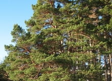 Sosna pospolita Pinus sylvestris Encyklopedia roślin: Sosna pospolita Pinus sylvestris