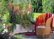 Wspaniała kompozycja z mieczykami ('Fringed Coral Lace', 'Green Star') w roli głównej. Towarzyszą im m.in. kłosowiec, mecardonia i petunie z grupy Calibrachoa. Wspaniała kompozycja z mieczykami ('Fringed Coral Lace', 'Green Star') w roli głównej. Towarzyszą im m.in. kłosowiec, mecardonia i petunie z grupy Calibrachoa.