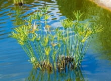 Pałki wodne w oczku Pałki wodne w oczku