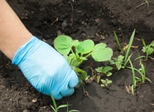 Chwasty w ogrodzie Chwasty w ogrodzie