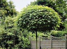 SURMIA BIGNONIOWA 'NANA' Korona tej odmiany ma kształt spłaszczonej kuli i osiąga średnicę 2-3 m. Odmiana nie wytwarza kwiatów, jest najczęściej szczepiona na wysokim pniu. Na balkony nadają się jednak egzemplarze szczepione niżej, np. na wysokości 1,2-1,5 m. ONE TIME USE ONLY DO JEDNORAZOWEGO UZYCIA ROSLINY DRZEWA SURMIA CATALPA BIGNONIOIDES ' NANA ' FOT. MAGDALENA TOMZYNSKA PUBLIKACJA OGRODY NR 7 (87) - 7.2006 PUBLIKACJA OGRODY NR 5 (97) - 5 2007 SLOWA KLUCZOWE: ROSLINY DRZEWA