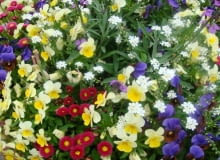 Bratki, stokrotki, niezapominajki - kompozycja żółto-niebiesko-czerwona Bratki, stokrotki, niezapominajki - kompozycja żółto-niebiesko-czerwona