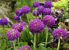 PIERWIOSNEK ZĄBKOWANY preferuje gleby bogate i cięższe (najlepiej gliniaste) i zawsze wilgotne. PIERWIOSNEK ZĄBKOWANY preferuje gleby bogate i cięższe (najlepiej gliniaste) i zawsze wilgotne.