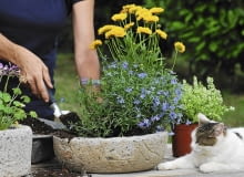 Latem warto dopasować kwiatową oprawę balkonu do pory roku - wystarczy do pojemnika z lobelią dosadzić kwitnące nachyłki i pachnące macierzanki.