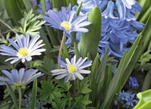 SLOWA KLUCZOWE: Keukenhof 2012 Anemone blanda
