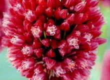 Czosnek Scorodoprasum. Kwiaty cebulowe Czosnek Scorodoprasum. Kwiaty cebulowe