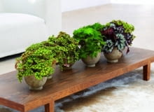 Mieszanka begonii o ozdobnych liściach m.in.: Begonia Bowera (Begonia Boweri) i Begonia Rex. Begonie lubią cieniste lub półcieniste stanowisko, dużą wilgotność powietrza i temperaturę 20 st.C.