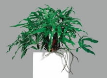 Paprocie nie wysuwają wprawdzie samych korzeni, ale kłącza, czyli zgrubiałe pędy podziemne, nierzadko pokryte miękkimi łuskami.