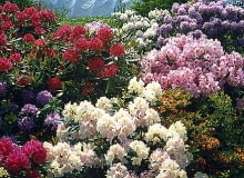 Rododendrony odporne na mróz najlepiej posadzić na rabacie z innycmi różanecznikami i azaliami. Na przełomie maja i czerwca tworzą bajeczne widowisko w ogrodzie.