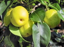 Owoce gruszy japońskiej przypominają kształtem jabłka Owoce gruszy japońskiej przypominają kształtem jabłka