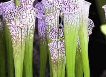 SLOWA KLUCZOWE: Sarracenia leucophylla