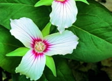 Trójlist falisty (T. undulatum) wyróżnia się wzorem na płatkach. Trójlist falisty (T. undulatum) wyróżnia się wzorem na płatkach.