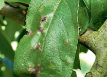 UWAGA ! DO JEDNORAZOWEJ PUBLIKACJIPARCH JABLONI - CHOROBA GRZYBOWA , PORAZONE LISCIE DRZEWAFOT. ANNA KULIKOWSKAPUBLIKACJA MAGNOLIA NR 5 (49) - 5 2016