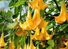 Datura złoscita datura