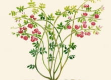 ROZA PNACA ROSA CIECIE PIELEGNACJA RYS. KATARZYNA DYRSKA PUBLIKACJA OGRODY NR 5 (61) - 5.2004 SLOWA KLUCZOWE: ROSLINY GRAFIKA