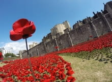 Porcelanowe pole maków Porcelanowe pole maków