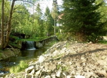 Rośliny nad strumieniem Rośliny nad strumieniem