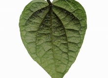 Malutkie kuleczki na spodzie liści pieprzu są objawem srebrzystości fizjologicznej.