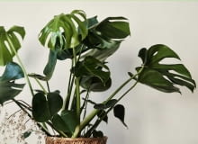 monstera monstera