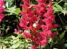 Drobne, zebrane w wiechy kwiaty w sprzyjających warunkach mogą kwitnąć nawet 4 tygodnie. Drobne, zebrane w wiechy kwiaty w sprzyjających warunkach mogą kwitnąć nawet 4 tygodnie.