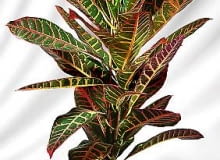 19.03.2003 KROTON FOT. MICHAL MUTOR / AGENCJA GAZETA