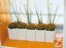 Ciekawa kompozycja z owocującej nertery i Mikado Gold (Syngonathus chryzanthus) 23.06.2005 WARSZAWA - CZTERY KATY - KWIATY FOT. BRUNO FIDRYCH / AGENCJA GAZETA PUBLIKACJA CZTERY KATY NR 9 (167) - 9.2005 SLOWA KLUCZOWE: WNETRZA ROSLINY ZDJĘCIE DO WKŁADKI: PUBLIKACJA CZTERY KATY NR 9 (167) - CZASOPISMA