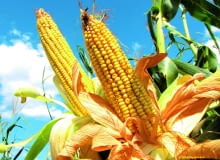 Konsumpcyjne odmiany kukurydzy zbieramy, gdy ziarno jest jeszcze miękkie. Ich kolby także są bardzo dekoracyjne. Konsumpcyjne odmiany kukurydzy zbieramy, gdy ziarno jest jeszcze miękkie. Ich kolby także są bardzo dekoracyjne.