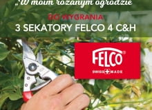 Konkurs w moim różanym ogrodzie