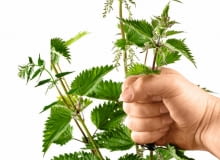 POPARZONE MIEJSCA natarte sokiem mięty, babki lub szczawiu albo oliwą przestają dokuczać. POPARZONE MIEJSCA natarte sokiem mięty, babki lub szczawiu albo oliwą przestają dokuczać.