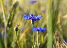 chaber blawatek chaber blawatek