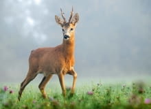 Sarny (na zdjęciu samiec) należą do najczęściej odwiedzających nasze ogrody amatorów kory drzew. Sarny (na zdjęciu samiec) należą do najczęściej odwiedzających nasze ogrody amatorów kory drzew.