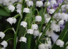 Konwalia majowa Konwalia majowa