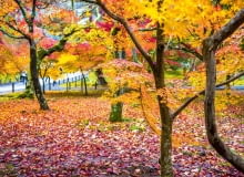 Jesień w ogrodzie r/_znM{Zoo:JXUes