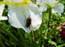 Ogrodnica niszczylistka zjada kwiaty, liście i korzenie, żeruje na wielu gatunkach roślin. Ogrodnica niszczylistka zjada kwiaty, liście i korzenie, żeruje na wielu gatunkach roślin.