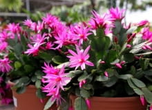 Rhipsalidopsis Rhipsalidopsis