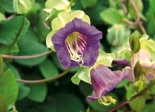 Cobea scandens