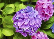 Hortensja ogrodowa Hortensja ogrodowa