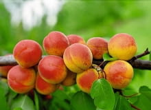 DRZEWO MORELA OWOCE PRUNUS ARMENIACA ' EARLY ORANGE ' FOT. MARIA LICZNAR - MALANCZUK PUBLIKACJA OGRODY NR 3 (107) - 3 2008 SLOWA KLUCZOWE: DRZEWA OWOCE