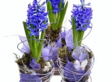 Hiacynty - wiosenne kwiaty cebulowe 27.11.2003 PORADNIK DOMOWY - HIACYNT FOT.KRZYSZTOF DUKLAS / AGENCJA GAZETA STYL. ALICJA TRANINA / FLOWER POWER PUBLIKACJA PORADNIK DOMOWY NR 2 (162) - 2.2004